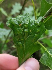 Melikaiella ostensackeni