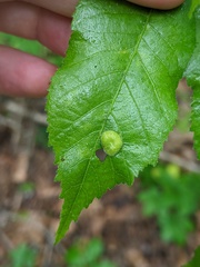 Phylloxera notabilis