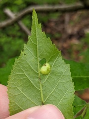 Phylloxera notabilis