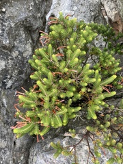 Erica thomae thomae