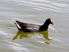 Gallinula galeata