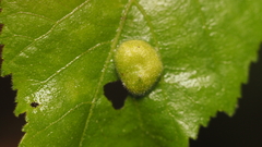 Phylloxera notabilis