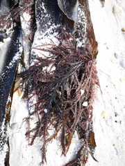 Ecklonia