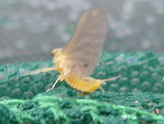 Ephemerella invaria