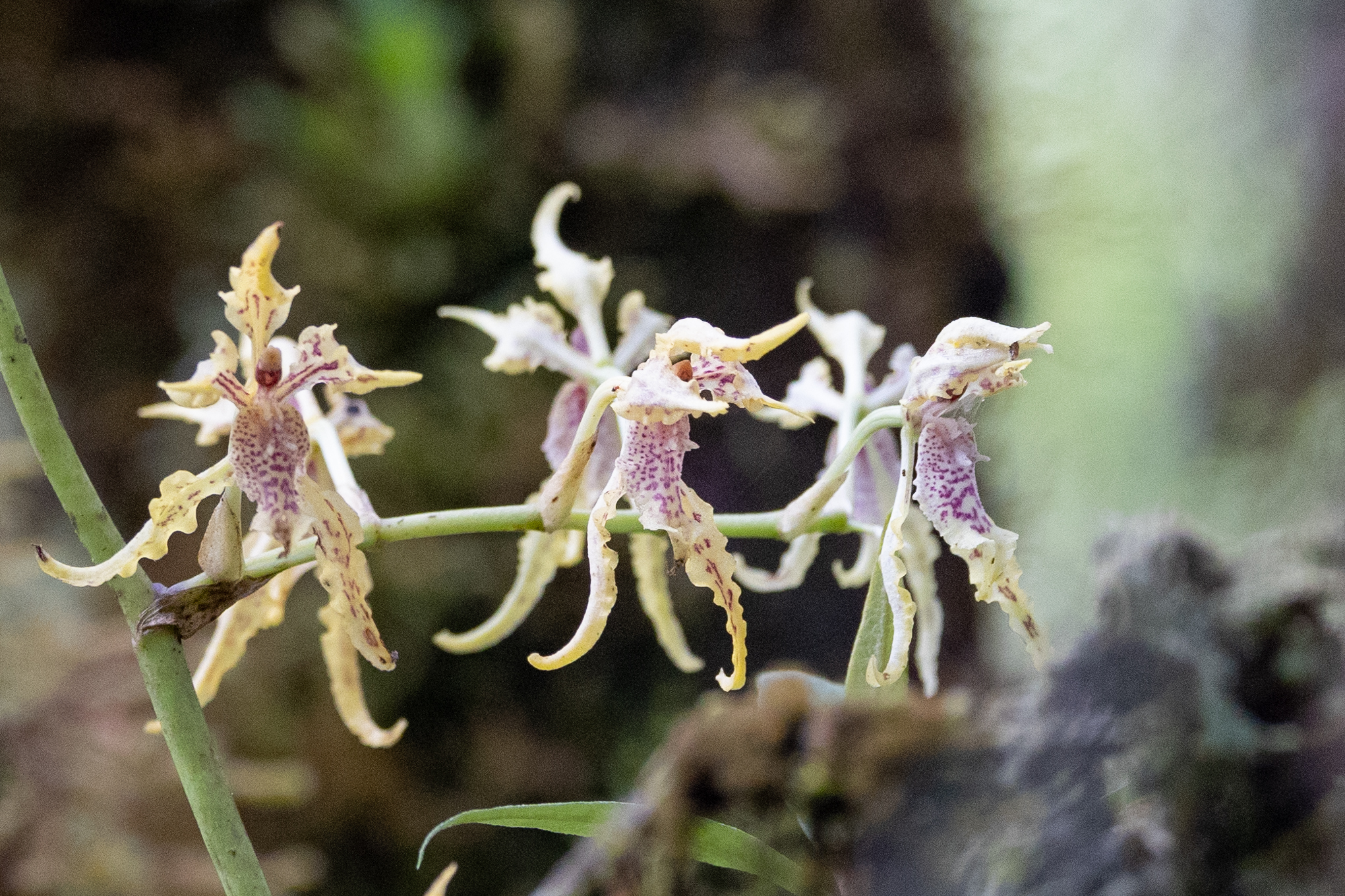 Cyrtochilum tetraplasium (Rchb.f.) Dalström 2