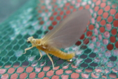 Ephemerella invaria