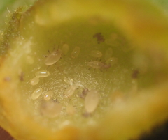 Phylloxera notabilis