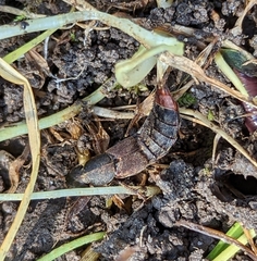 Platydracus mysticus