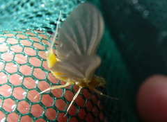 Ephemerella invaria