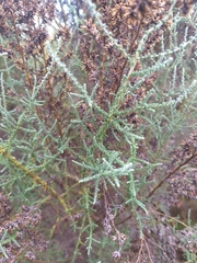 Seriphium burchellii