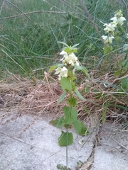 Lamium album