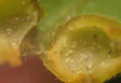 Phylloxera notabilis