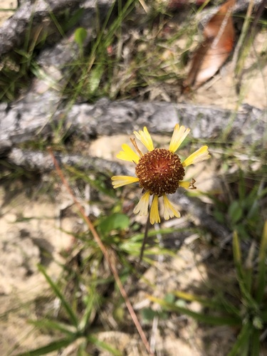 Helenium brevifolium, photograph 6
