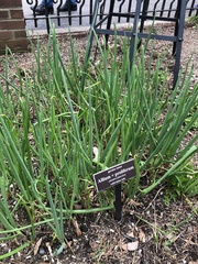 Allium proliferum