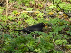 Turdus merula