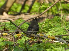 Turdus merula