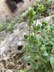 Chaenorhinum origanifolium