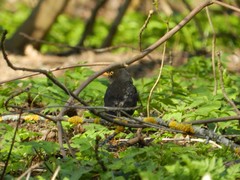Turdus merula