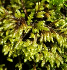 Hyocomium armoricum