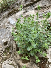 Chaenorhinum origanifolium