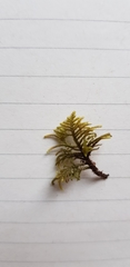 Hyocomium armoricum