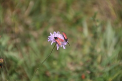 Zygaena purpuralis