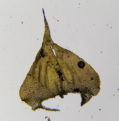Hyocomium armoricum