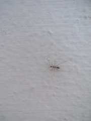 Anoplolepis gracilipes