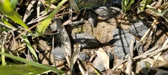 Geukensia demissa