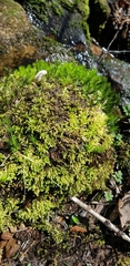Hyocomium armoricum