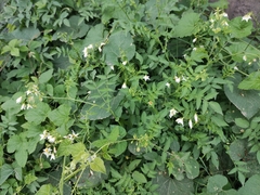 Solanum chacoense