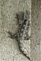Acanthocercus atricollis