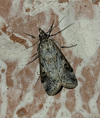 Loxostege allectalis