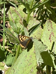 Lycaena phlaeas phlaeoides