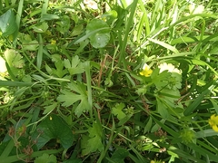 Ranunculus sceleratus sceleratus