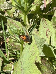 Lycaena phlaeas phlaeoides