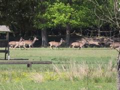 Cervus elaphus italicus