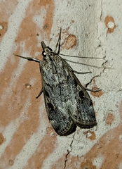 Loxostege allectalis