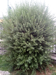 Magnoliopsida