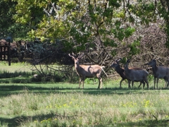 Cervus elaphus italicus
