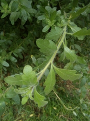 Magnoliopsida