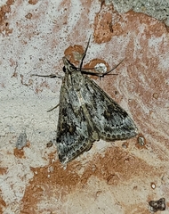 Loxostege allectalis