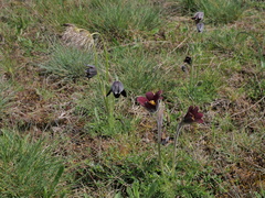 Pulsatilla rubra