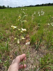 Penstemon oklahomensis