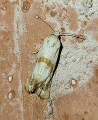 Platphalonidia felix