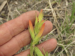 Castilleja auriculata