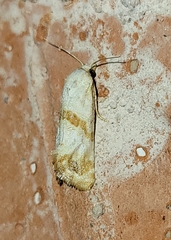 Platphalonidia felix