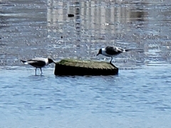 Leucophaeus atricilla