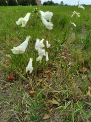 Penstemon oklahomensis
