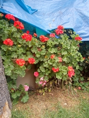 Pelargonium